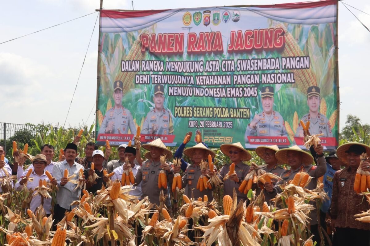 Sukses Panen Raya Jagung Seluas 10 Hektar&hellip;