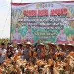 Sukses Panen Raya Jagung Seluas…