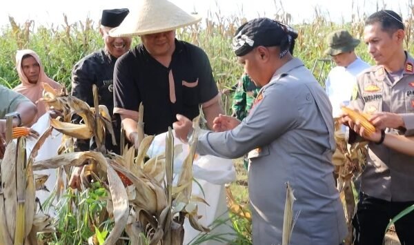 Lahan 2 Hektar Hasilkan 12 Ton, Kapolres&hellip;