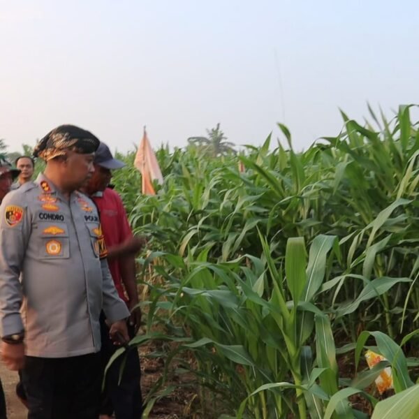 Kapolres Serang Tinjau Kebun Jagung di Lahan…