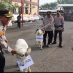 Beri Kenang-kenangan 2 Ekor Domba,&hellip;