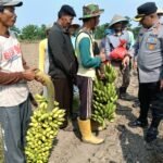 Giat Penanaman Jagung Kuartal III&hellip;