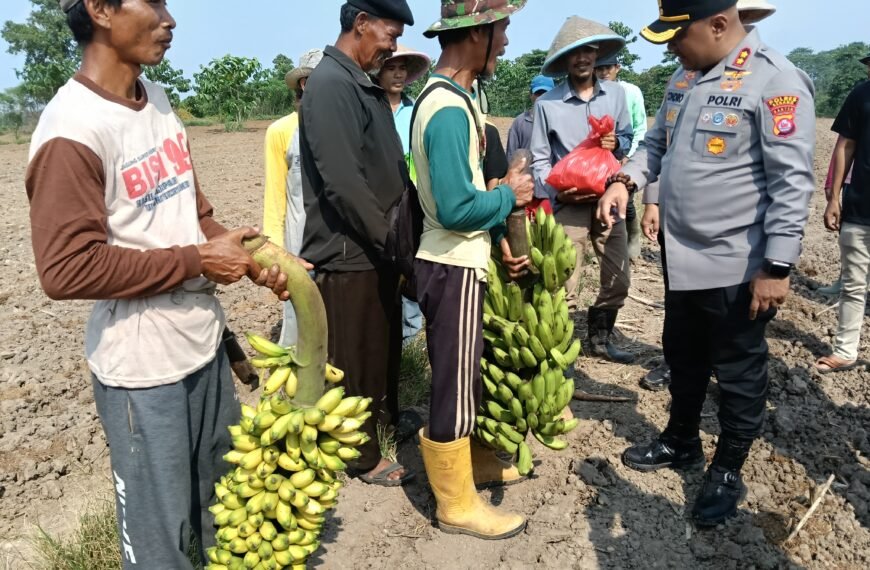 Giat Penanaman Jagung Kuartal III di Desa…