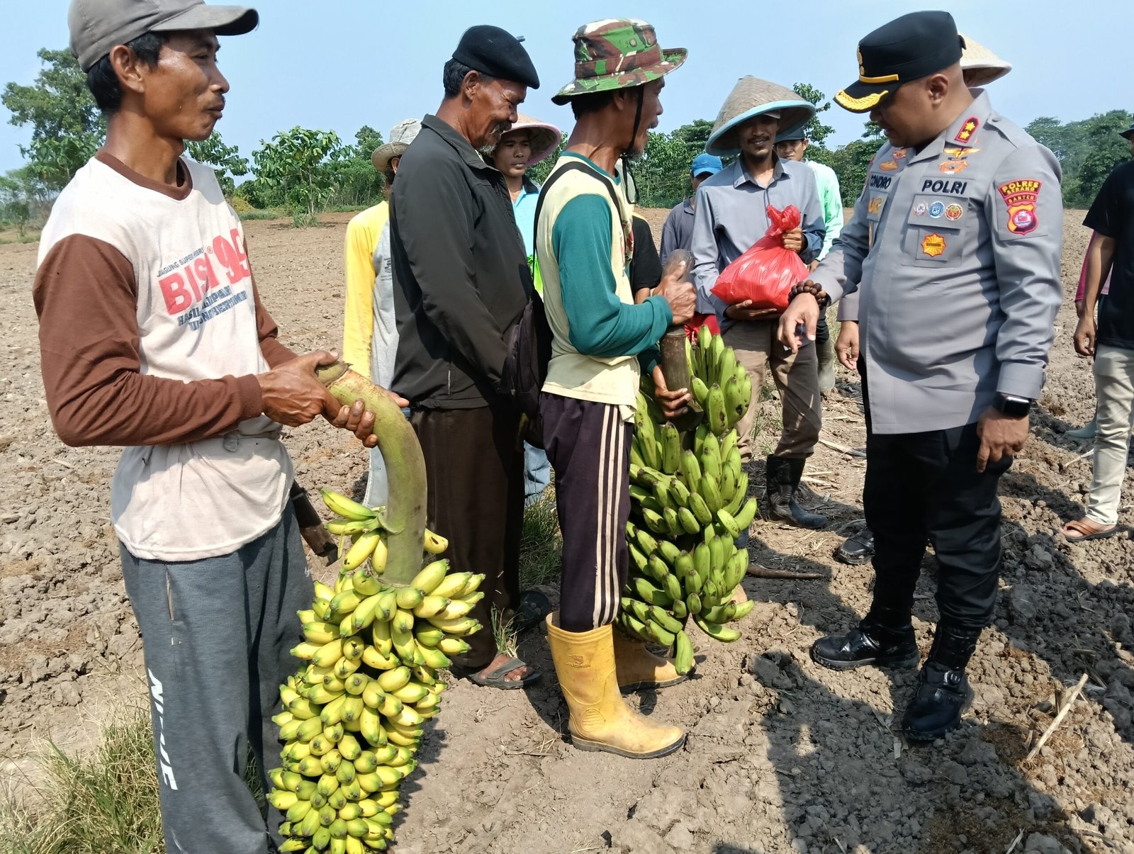 Giat Penanaman Jagung Kuartal III di Desa Cemplang,&hellip;