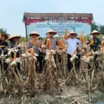 Kapolda Pimpin Panen Raya Jagung&hellip;