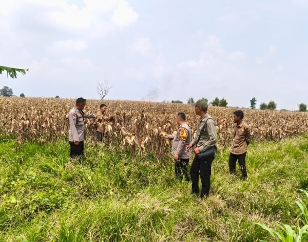 Polres Serang Siapkan Panen Raya Jagung di&hellip;