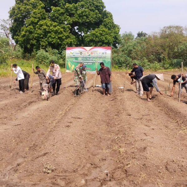 Polsek Kragilan Gelar Penanaman Jagung Serentak Kuartal…