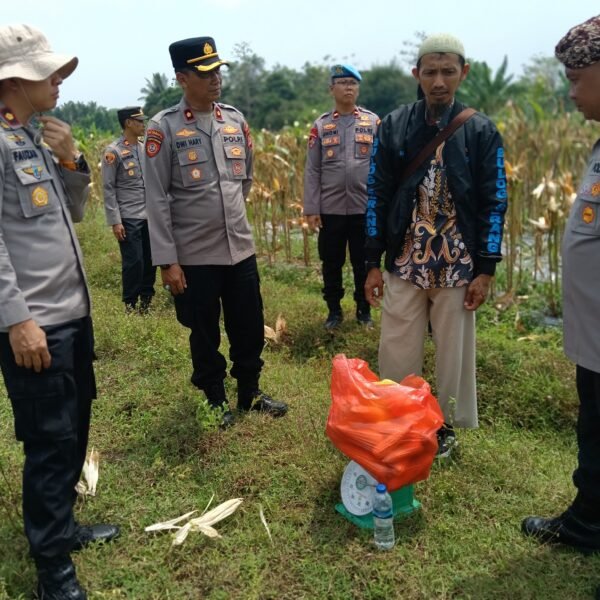 Panen Jagung di Silebu Warnai Keakraban Kapolres…