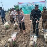 Gelar Penanaman Jagung Serentak Kuartal…