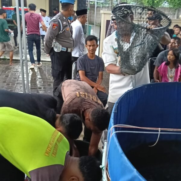 Kapolres Ngariung Sambil Panen Lele Program Ketapang