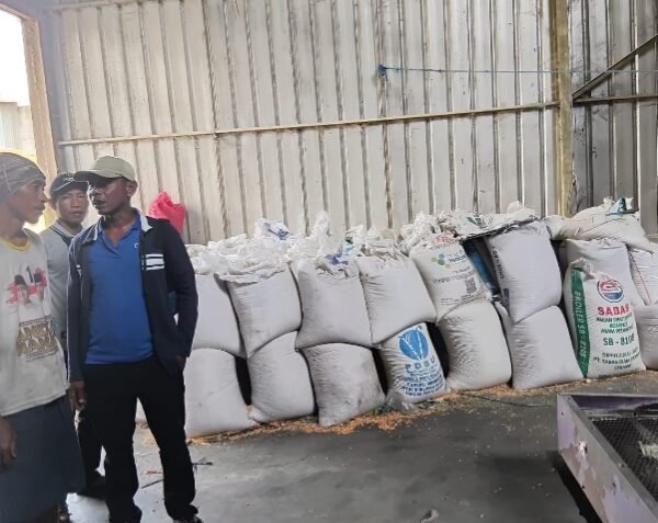 Panen Jagung Binaan Kapolres Serang di Kecamatan…