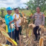 Polsek Pamarayan Gelar Panen Jagung…