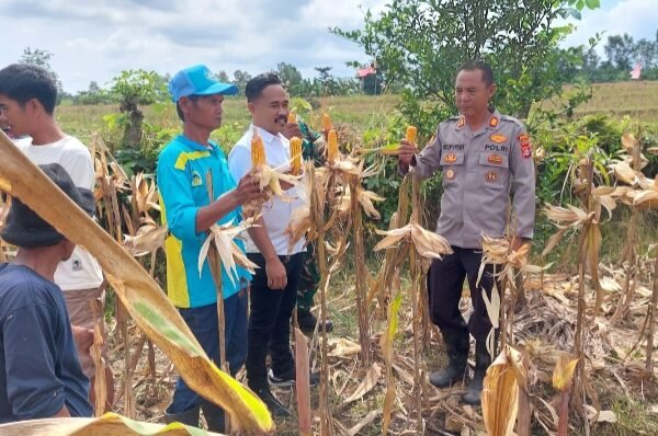 Polsek Pamarayan Gelar Panen Jagung di Lahan&hellip;
