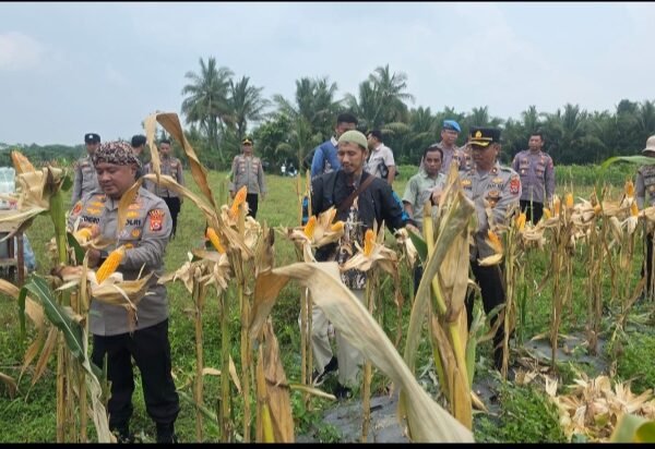 Polres Serang Catat Serapan Jagung Tertinggi ke Bulog&hellip;