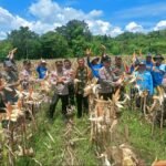 Kapolsek Pamarayan Panen Jagung Seluas&hellip;