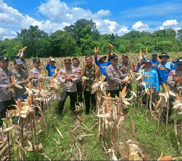 Kapolsek Pamarayan Panen Jagung Seluas 2 Hektar di&hellip;
