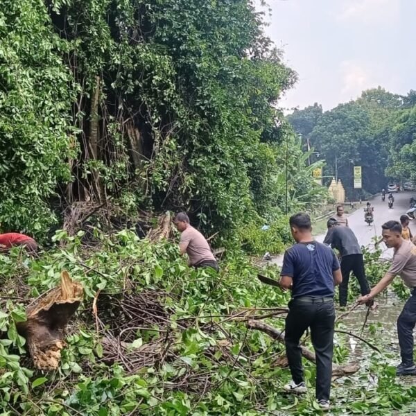 Polsek Cikeusal Gerak Cepat Tangani Pohon Tumbang…