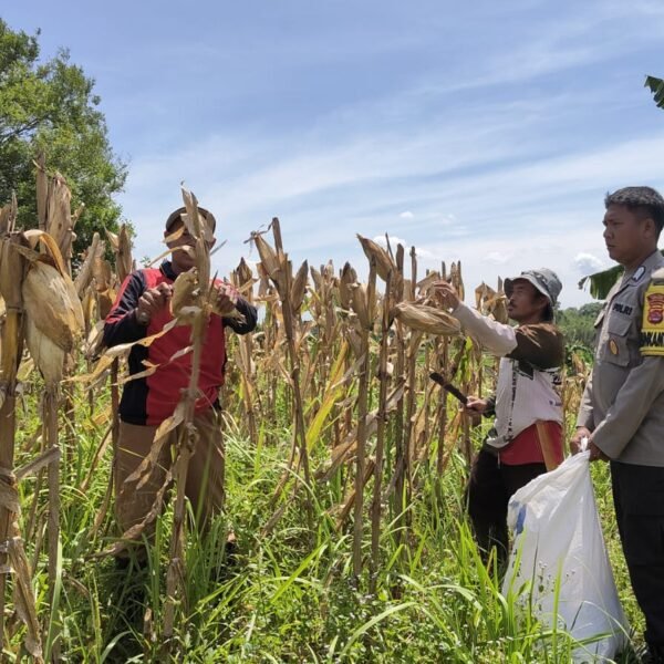 Polres Serang Panen Jagung 5 Hektar di Desa&hellip;