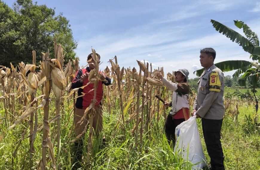 Polres Serang Panen Jagung 5&hellip;