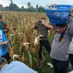 Kapolres Serang Panen Raya Jagung…