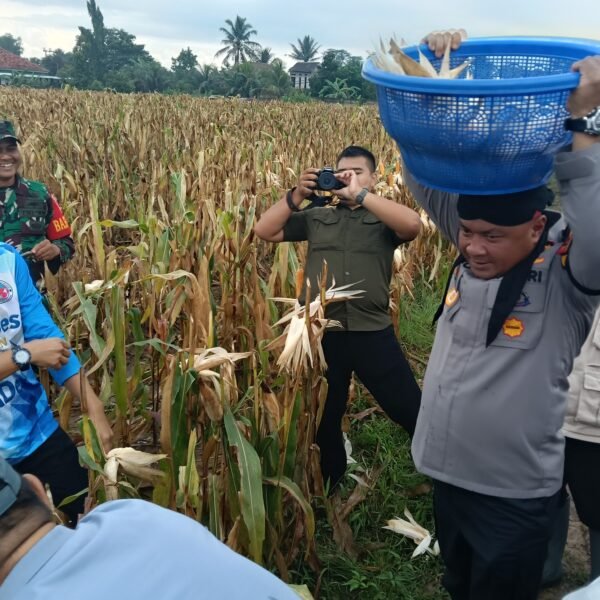 Kapolres Serang Panen Raya Jagung di Kecamatan Kopo&hellip;