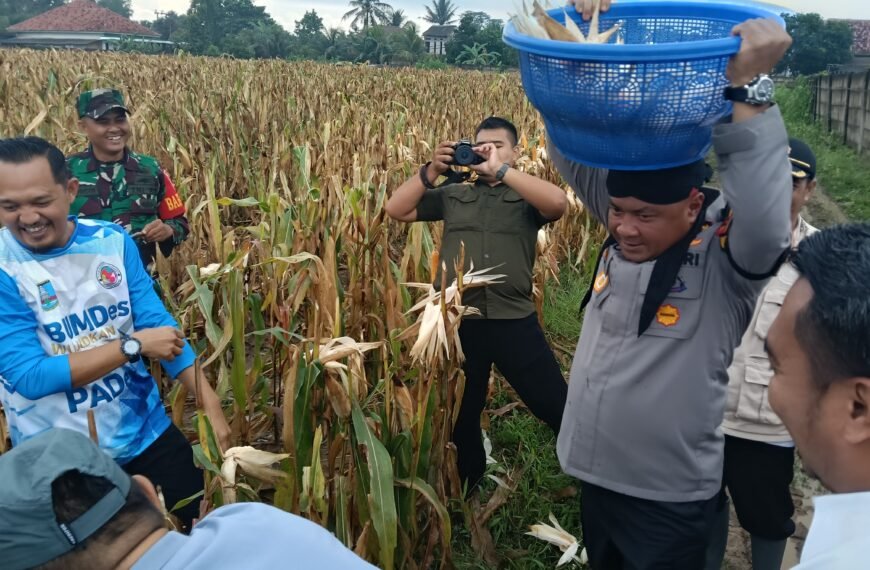 Kapolres Serang Panen Raya Jagung&hellip;