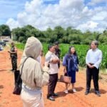Kebun Jagung Program Ketahanan Pangan&hellip;