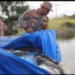 Kapolres Tebar 500 Ekor Lele&hellip;