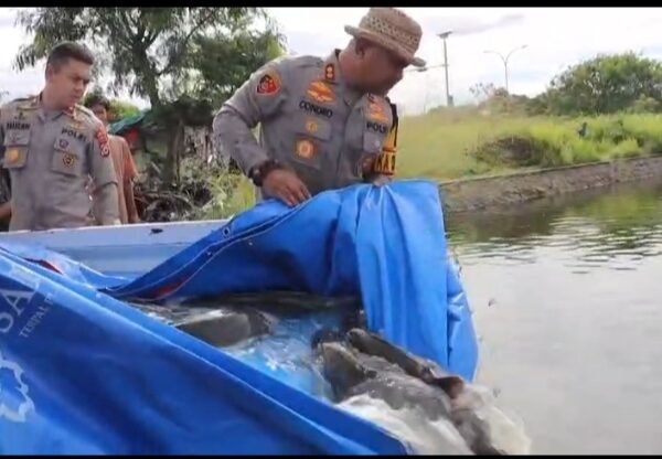 Kapolres Tebar 500 Ekor Lele Sangkuriang Indukan Berukuran&hellip;