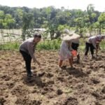 Polres Serang Gelar Penanaman Jagung&hellip;