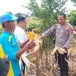 Polres Serang Panen Jagung Seluas…
