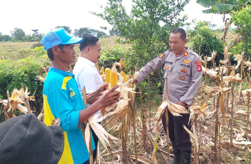Polres Serang Panen Jagung Seluas&hellip;