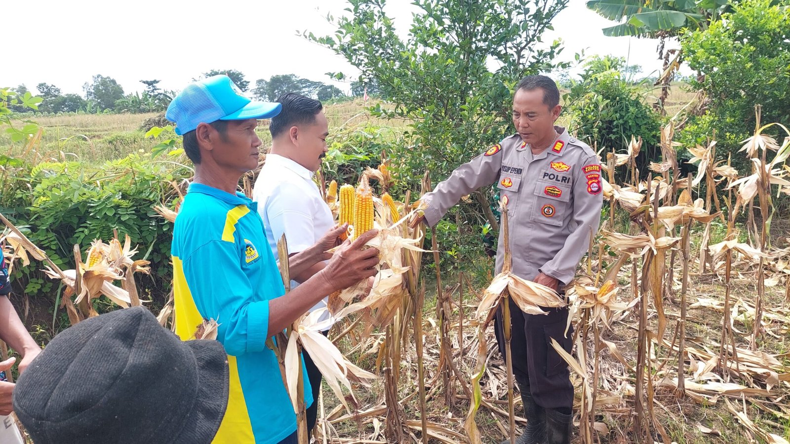 Polres Serang Panen Jagung Seluas 3 Hektar di&hellip;