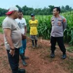 Kapolres Serang Tinjau Lahan Jagung…