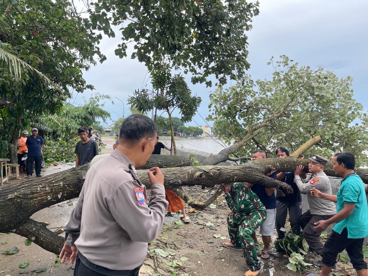 Respon Cepat Polsek Kragilan Atasi Pohon Tumbang Tutup…
