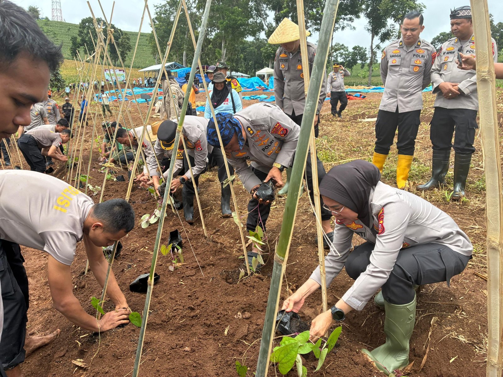 Ketahanan Pangan SDM Polda Jabar Jadikan Uwi Ungu&hellip;