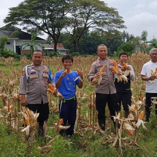 Optimalisasi Lahan Perumahan, Polsek Ciruas Sukses Panen Jagung