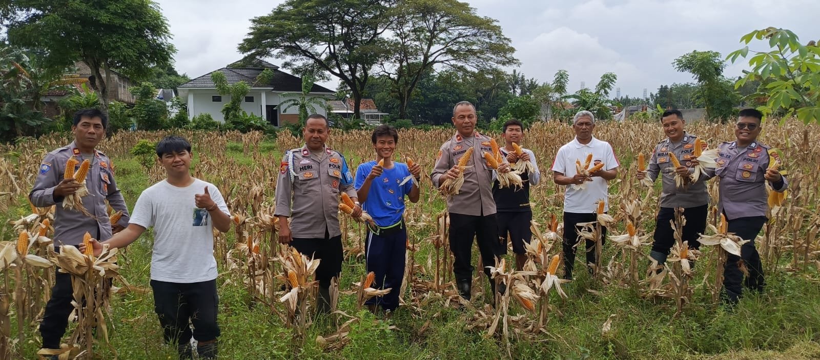 Optimalisasi Lahan Perumahan, Polsek Ciruas Sukses Panen Jagung