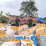 Polsek Jawilan Bersama Kelompok Tani Panen Jagung 6 Hektare Program Swasembada Pangan