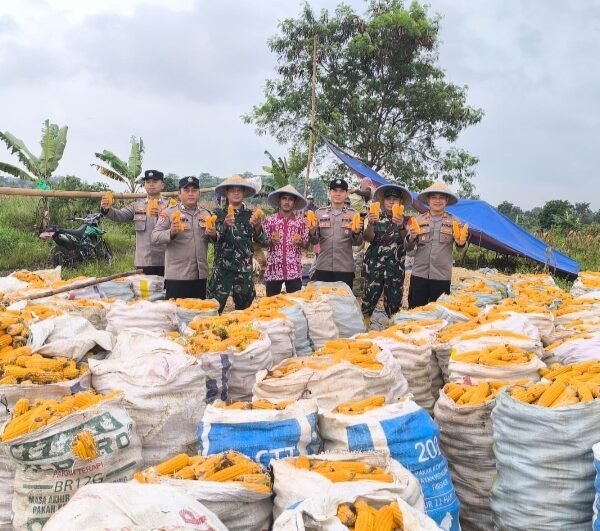 Polsek Jawilan Bersama Kelompok Tani Panen Jagung 6&hellip;