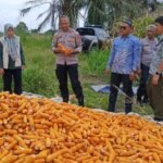 Panen 30 Ton Jagung di…