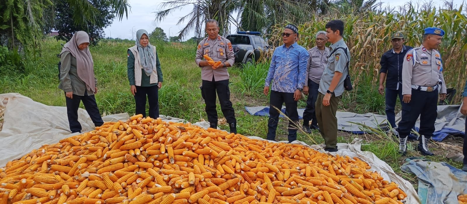 Panen 30 Ton Jagung di Ciruas, Kapolsek Harap&hellip;