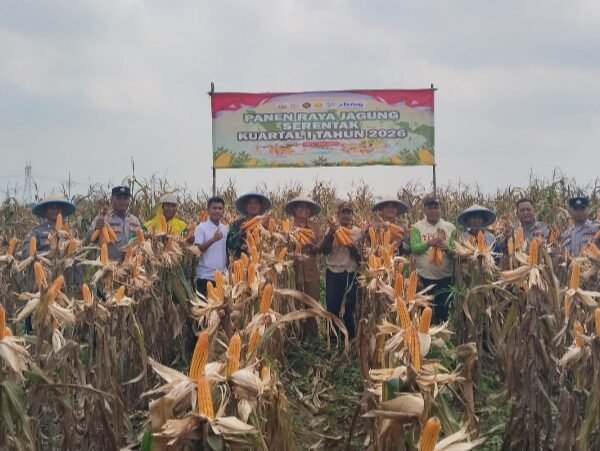 Dukung Ketahanan Pangan, Polsek Jawilan Panen Jagung&hellip;