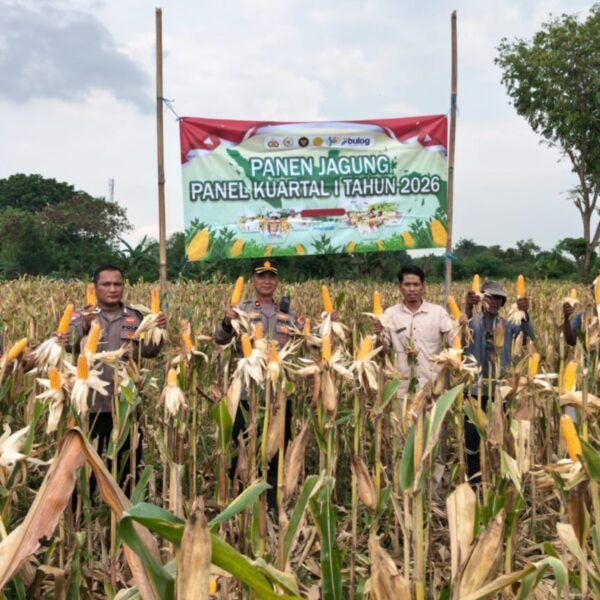 Panen Jagung Kuartal I, Polsek Kragilan Dukung Program&hellip;