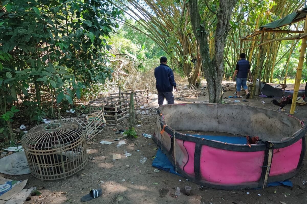 Panik Arena Sabung Ayam Digerebek, Pria di&hellip;