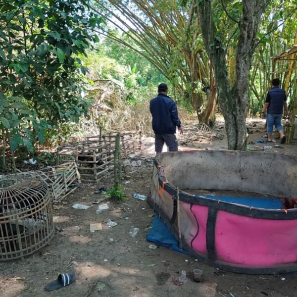 Panik Arena Sabung Ayam Digerebek, Pria di Tangerang&hellip;