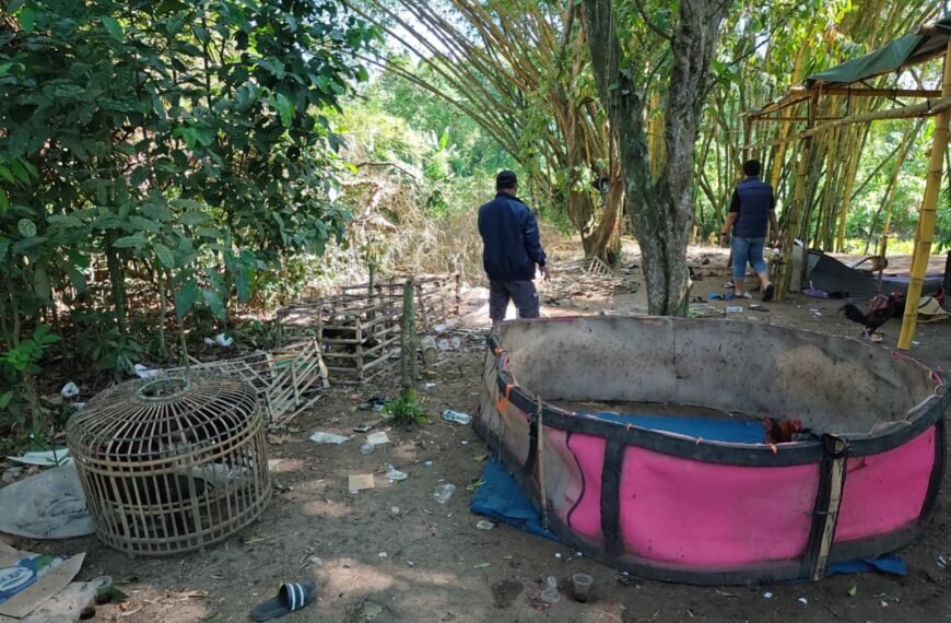 Panik Arena Sabung Ayam Digerebek, Pria di&hellip;