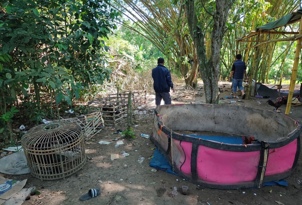 Panik Arena Sabung Ayam Digerebek, Pria di Tangerang&hellip;