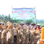 Polres Serang dan Kelompok Tani Kopo Panen Jagung Serentak Kuartal II 2026
