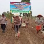 Gandeng Kelompok Tani, Polsek Jawilan…